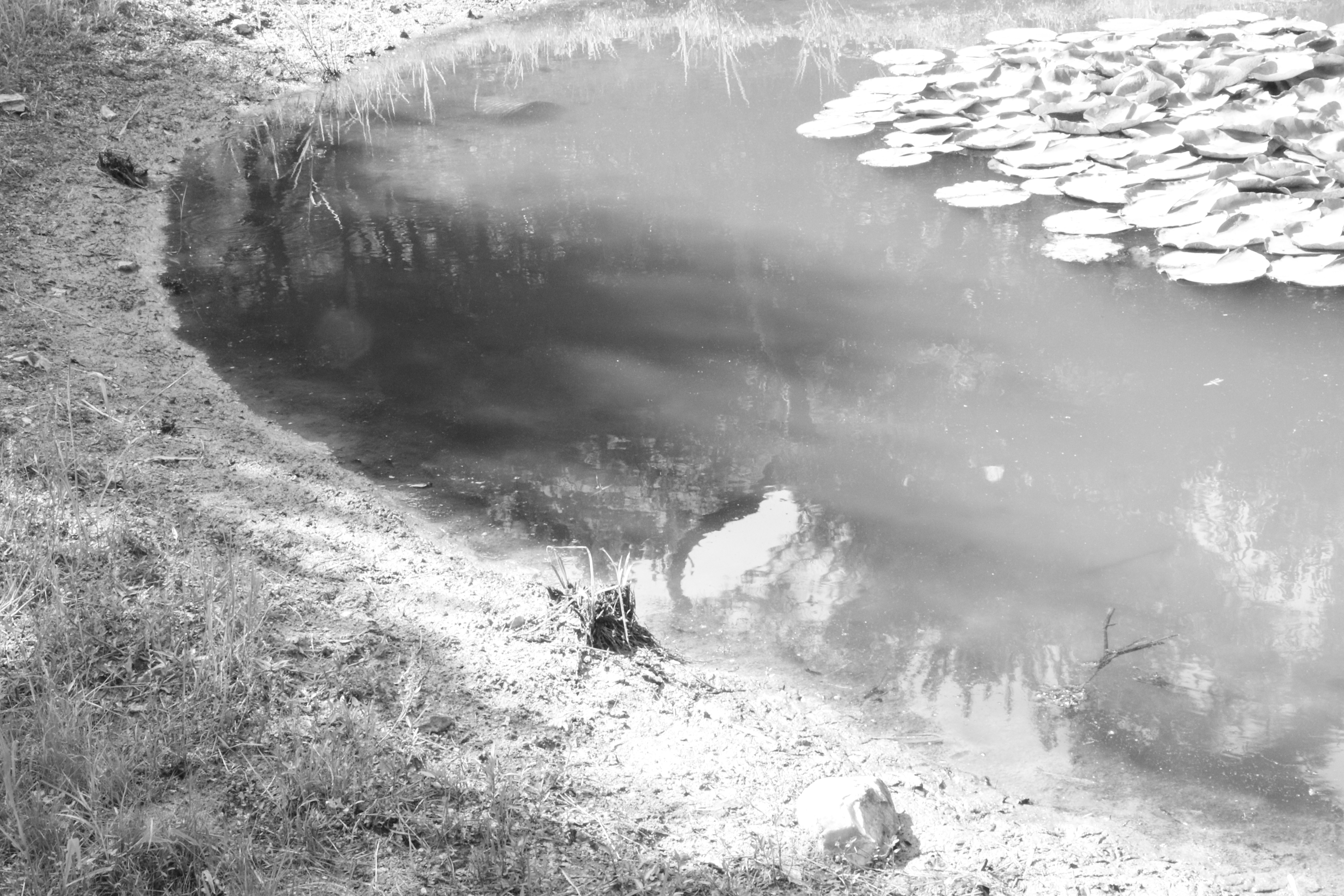 남양주 작은 연못 근경. 흑백사진.
