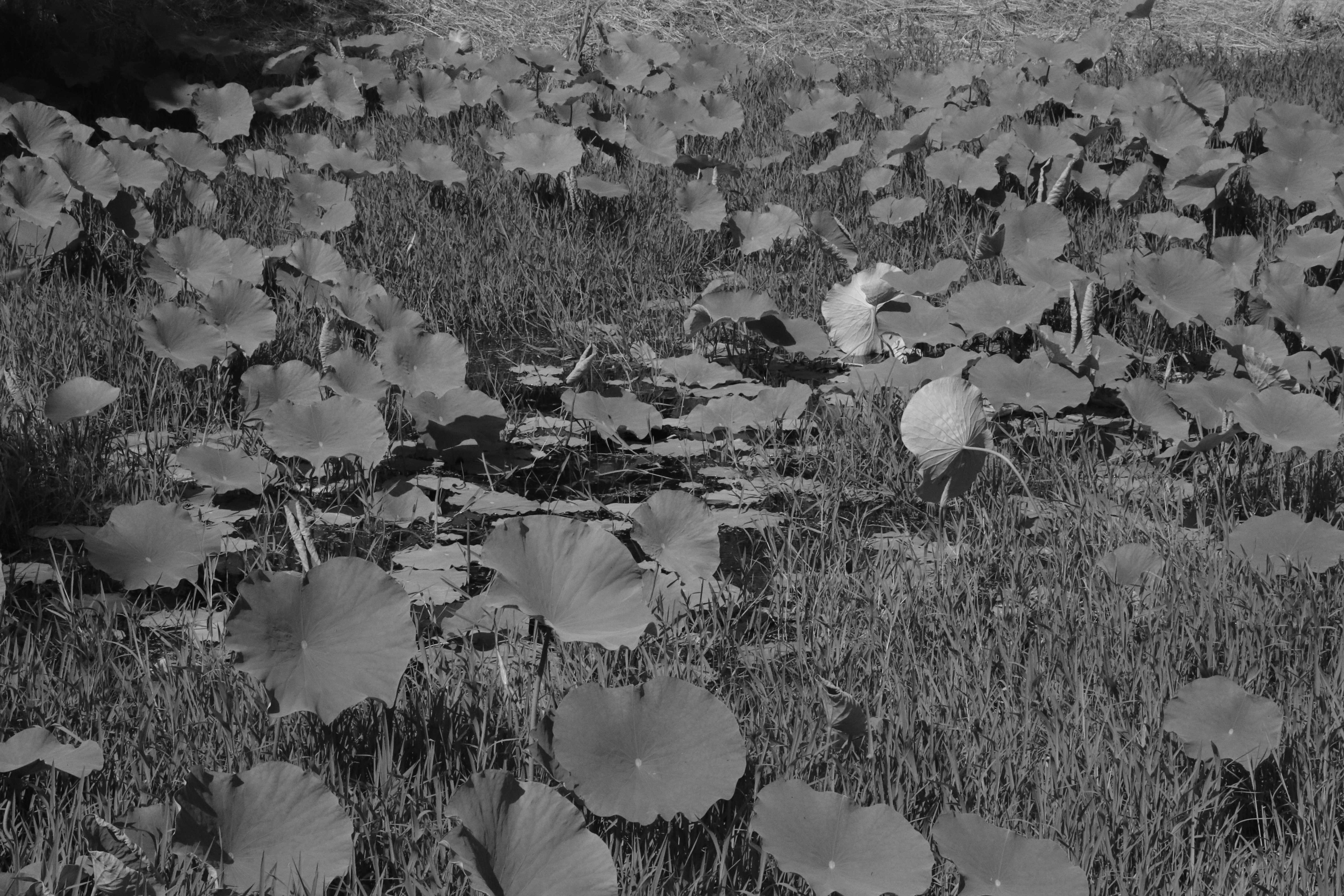 남양주 큰 연못. 흑백사진.